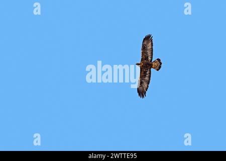 European golden eagle (Aquila chrysaetos chrysaetos) juvenile in flight against blue sky in winter Stock Photo