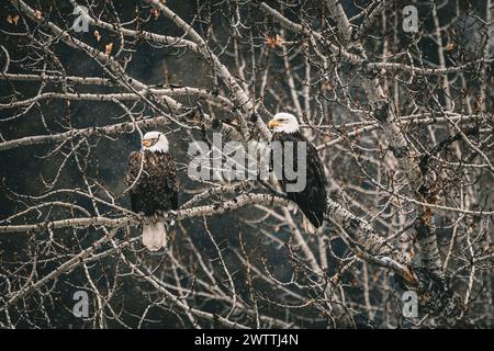 Two bald eagles perched on branches in a tree Stock Photo