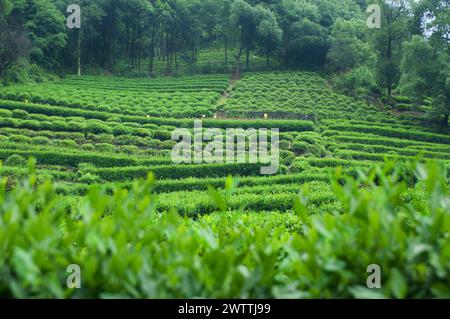 Dragon Tea Fields on Mountain Longjing Village Stock Photo