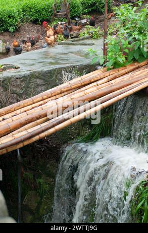 Bamboo Over Runoff Waterfall with Chickens in Longjing Village Stock Photo