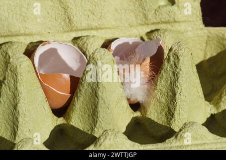 Closeup egg carton, carton packaging for eggs with empty broken egg shells from chicken eggs and a down feather. Spring, March, Netherlands. Stock Photo