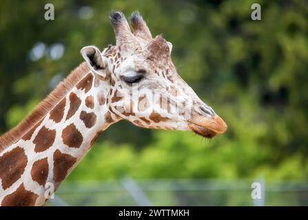 Closeup of a giraffe on a summer day at Como Park Zoo and Conservatory in St. Paul, Minnesota USA. Stock Photo