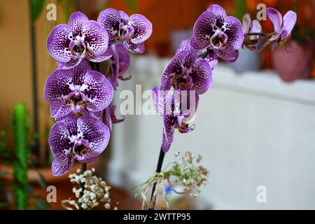 Orchid plant in a pot with beautiful purple orchid flowers in door with blurry background Stock Photo
