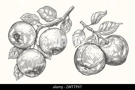 Apples on branch with leaves. Fruits harvesting sketch. Hand drawn vector illustration vintage drawing Stock Vector