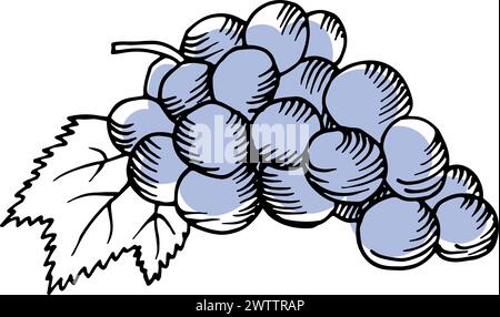 Grape bunch sketch. Sweet wine berry color drawing Stock Vector