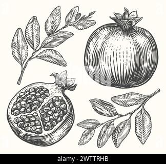 Pomegranate vector drawing. Hand drawn tropical fruit sketch. Engraved illustration Stock Vector