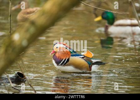 Male mandarin duck (Aix galericulata) with mallard (Anas platyrhynchos) on the Cemetery Lake on Southampton Common Stock Photo