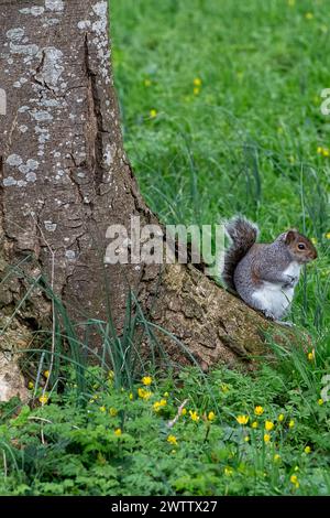 Eton, Windsor, UK. 19th March, 2024. A chunky squirrel rests on a tree in Eton, Windsor, Berkshire on a mild day. Credit: Maureen McLean/Alamy Live News Stock Photo