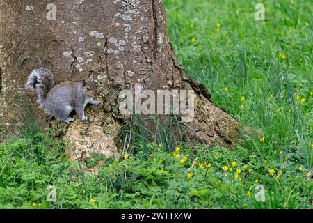 Eton, Windsor, UK. 19th March, 2024. A chunky squirrel rests on a tree in Eton, Windsor, Berkshire on a mild day. Credit: Maureen McLean/Alamy Live News Stock Photo