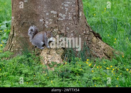 Eton, Windsor, UK. 19th March, 2024. A chunky squirrel rests on a tree in Eton, Windsor, Berkshire on a mild day. Credit: Maureen McLean/Alamy Live News Stock Photo