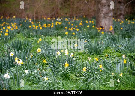 Eton, Windsor, UK. 19th March, 2024. Pretty Spring daffodils in Eton, Windsor, Berkshire ahead of the Spring Equinox tomorrow. Credit: Maureen McLean/Alamy Live News Stock Photo