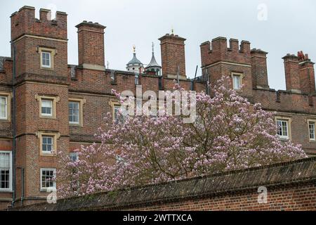 Eton, Windsor, UK. 19th March, 2024. Pretty magnolia blooms in the grounds of Eton College, Eton, Windsor, Berkshire ahead of the Spring Equinox tomorrow. Credit: Maureen McLean/Alamy Live News Stock Photo