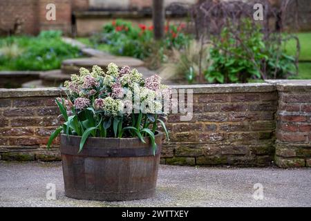 Eton, Windsor, UK. 19th March, 2024. Flowers in the grounds of Eton College, Berkshire ahead of the Spring Equinox tomorrow. Credit: Maureen McLean/Alamy Live News Stock Photo