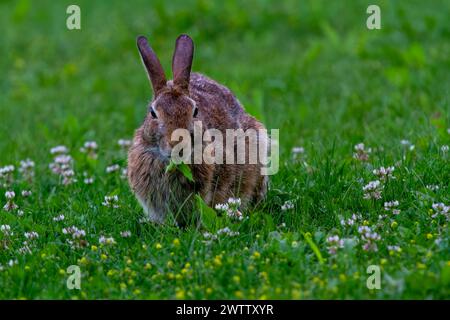 A wild Rabbit grazing on grass and small flowers. Stock Photo