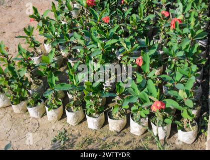 Euphorbia flowers plants growing in the garden Stock Photo