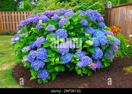 Blue Mophead Hydrangea (Hydrangea macrophylla) - Big leaf Hydrangea in a garden setting. Stock Photo