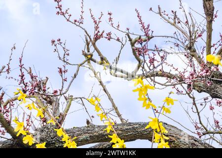 Genari or Korean Golden Bell, Forsythia koreana after rain. Early Spring Stock Photo