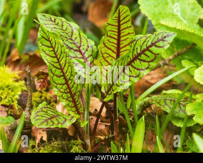 Fresh, red veined spring foliage of the hardy herbaceous perennial, Rumex sanguineus, ruddy dock Stock Photo