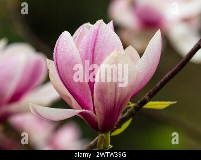 Large pink and white flowers of  the early spring flowering hardy small tree, Magnolia 'Kim Kunso' Stock Photo