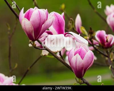 Large pink and white flowers of  the early spring flowering hardy small tree, Magnolia 'Kim Kunso' Stock Photo