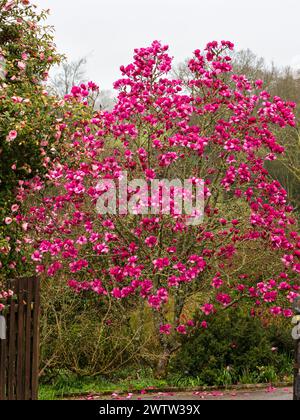 Large, deep pink flowers of the New Zealand bred, early to mid spring flowering hardy tree, Magnolia 'Felix Jury' Stock Photo