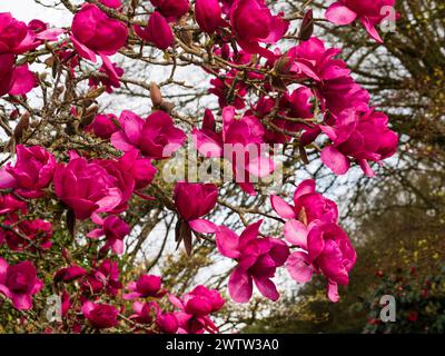 Large, deep pink flowers of the New Zealand bred, early to mid spring flowering hardy tree, Magnolia 'Felix Jury' Stock Photo