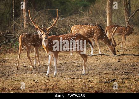 Chital or cheetal - Axis axis also Spotted deer, native to the Indian subcontinent, portrait in the indian jungle, adult male with big horns or antler Stock Photo