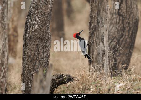 White-bellied woodpecker or Great black woodpecker - Dryocopus javensis is bird from evergreen forests in tropical Asia. Black bird with red top of th Stock Photo