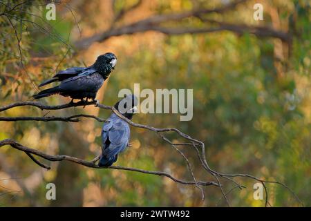 Red-tailed Black Cockatoo or Banksian or Banks' black cockatoo - Calyptorhynchus banksii is a large black bird native to Australia, pair of two birds Stock Photo