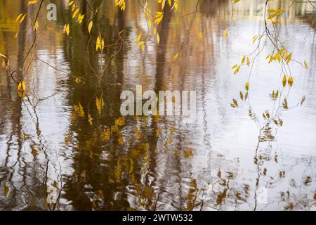 Hanging branches of a weeping golden willow in autumn colors. Colorful autumn leaves and water reflection nature background. Stock Photo