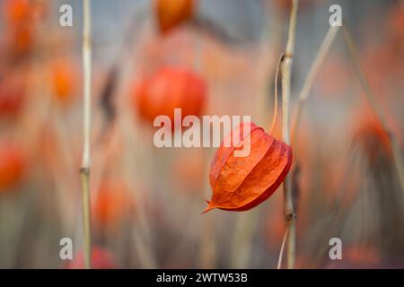 A close-up of Chinese lantern flowers known as bladder cherry flowers. Stock Photo