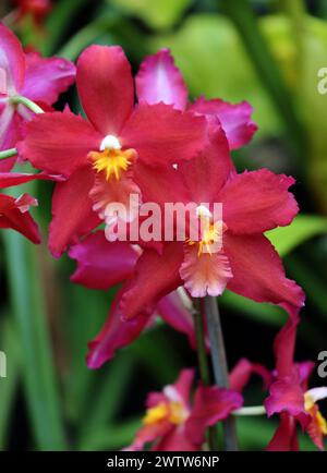 Orchid, Oncidium Swizzle, Oncidiinae, Orchidaceae. Oncidium, abbreviated as Onc. in the horticultural trade, is a genus that, as of December 2023, con Stock Photo