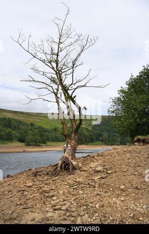 Dead tree standing by Derwent reservoir, Derbyshire England UK English ...