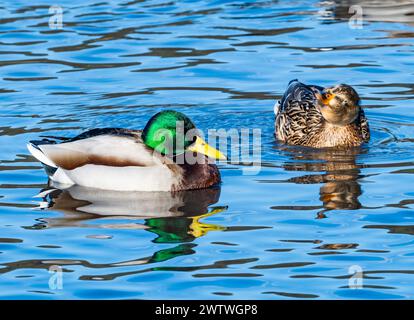A pair Mallard (Anas platyrhynchos) swimming in a lake. Tokyo, Japan. Stock Photo
