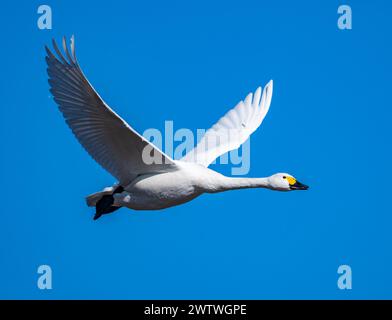 A Tundra Swan (Cygnus columbianus) flying over. Chiba, Japan. Stock Photo