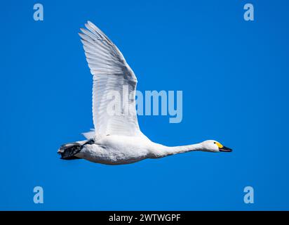 A Tundra Swan (Cygnus columbianus) flying over. Chiba, Japan. Stock Photo
