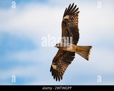 A Black Kite (Milvus migrans) flying in sky. Ibaraki, Japan. Stock Photo
