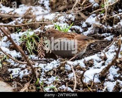 A Japanese Accentor (Prunella rubida) foraging on ground. Nagano, Japan. Stock Photo