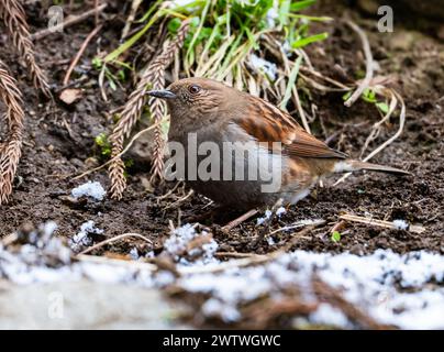 A Japanese Accentor (Prunella rubida) foraging on ground. Nagano, Japan. Stock Photo