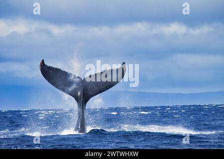 Distinctive humpback whale tail seen during a whale watch on Maui. Stock Photo