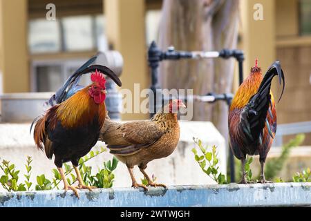 Three chickens in Wailuku on Maui. Stock Photo