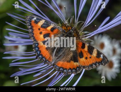 Small tortoiseshell butterfly (Aglais urticae) on creeping aster (Aster diplostephioides) flower. Stock Photo