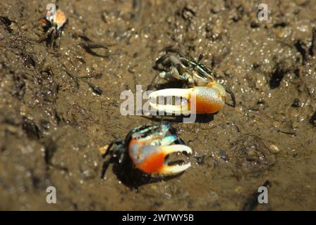 Fiddler crabs (Tubuca coarctata) on a tidal mud flat on the bank of Cigenter river in Handeuleum Island, Ujung Kulon National Park, Pandeglang, Banten, Indonesia. The International Union for Conservation of Nature (IUCN) concludes that rising temperatures have led to—among others—ecological, behavioral, and physiological changes in wildlife species and biodiversity. "In addition to increased rates of disease and degraded habitats, climate change is also causing changes in species themselves, which threaten their survival," they wrote in a publication on IUCN.org. Stock Photo