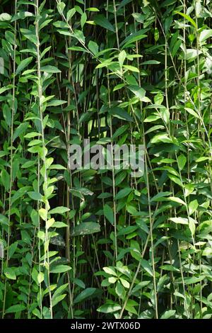 Lee Kwan Yew (Vernonia elliptica)  Also known as Curtain Creeper, this  lush climbing vine is popular for its cascading foliage, ideal for vertical  ga Stock Photo - Alamy