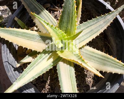 Variegated Aloe vera plant in a pot. Stock Photo