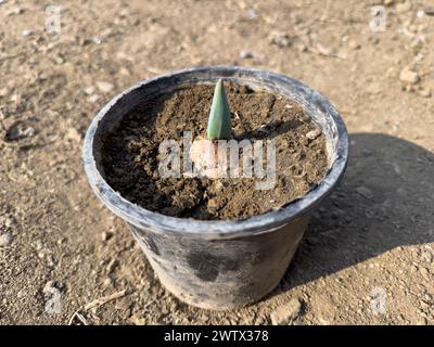 Tulip bulbs sprouted in a plastic nursery growing pot Stock Photo