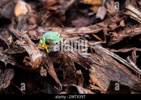 Graceful, or Dainty Tree Frog (Litoria gracilenta, or Ranoidea gracilenta) sitting on hoop pine mulch in Brisbane, Queensland, Australia Stock Photo