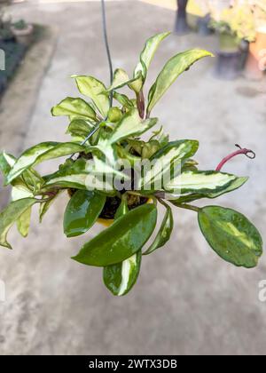 Hoya carnosa variegated plant in hanging basket in greenhouse Stock Photo