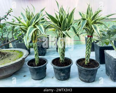 Lucky bamboo spiral variegated decorative plants Stock Photo