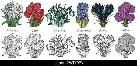 Hand drawn vector set with engraved illustrations of spring flowers - crocus, tulip, narcissus, galanthus, hyacinthus, allium Stock Vector
